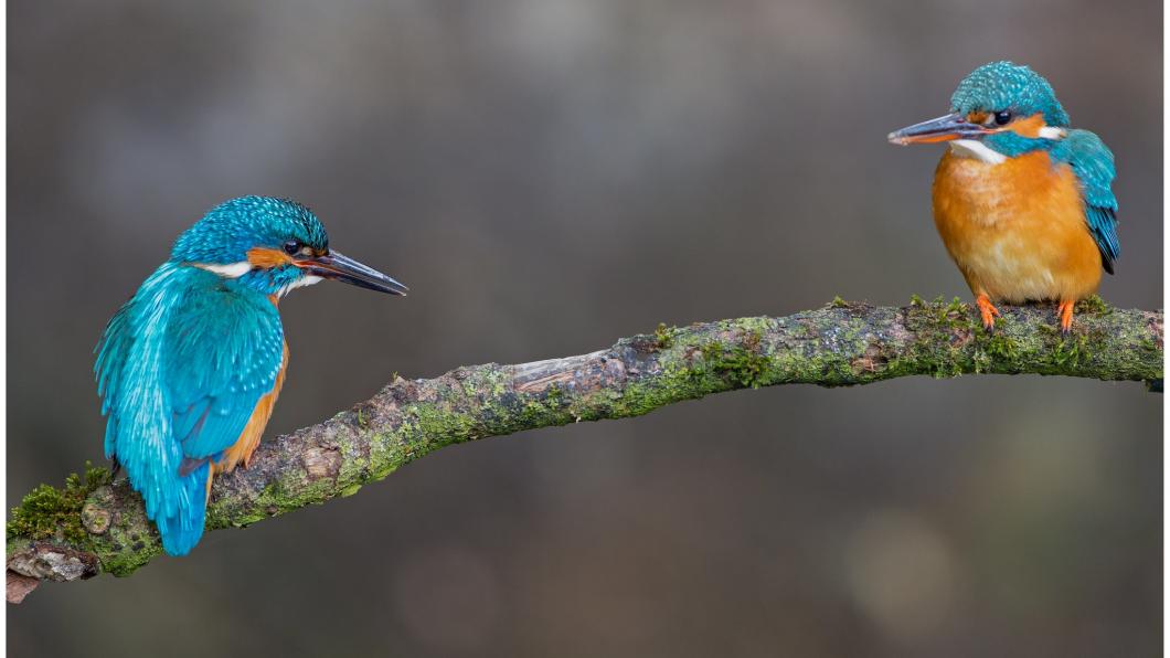 IJsvogels-Foto Martha de Jong Lantink