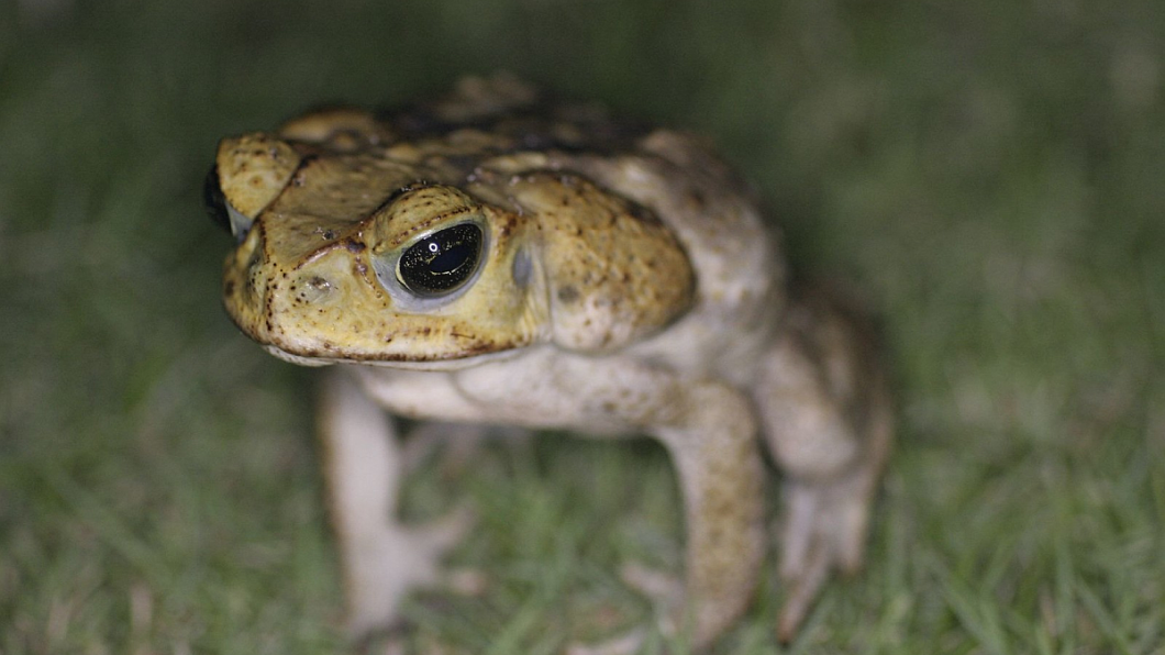 Bufo Marinus
