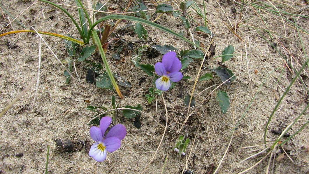 Duinviooltje_-_Viola_tricolor_subsp._curtisiiWIKI.JPG