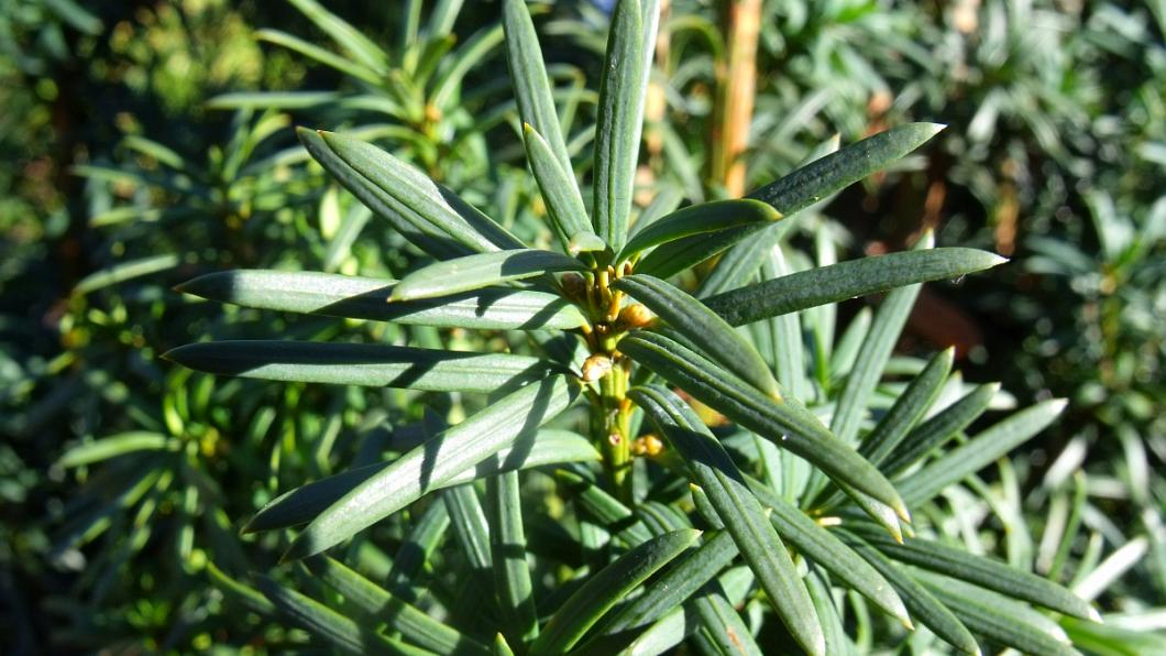 Taxus_baccata_detail_2klein.jpg