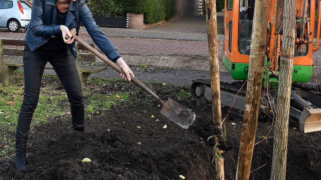 Wethouder_Sikkema_plant_Boom_uitsnede.png