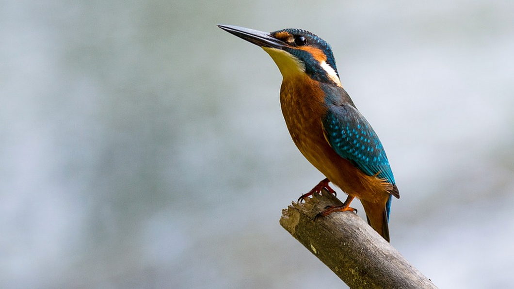 alcedo-atthis-881594_960_720IJsvogel.png