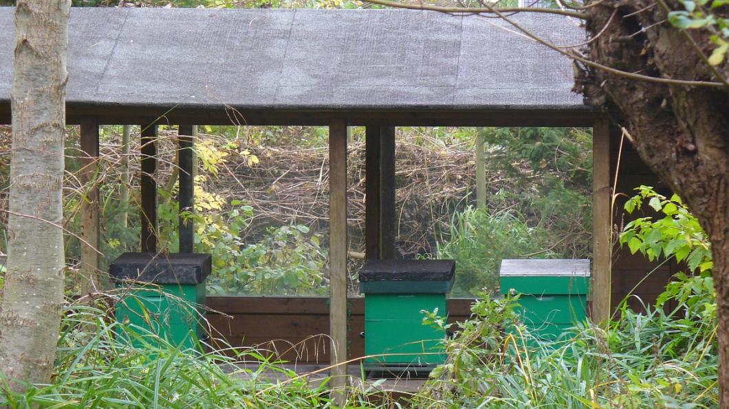 Bijenkasten in Stadskweektuin bijenkastenStadskweektuin.jpg