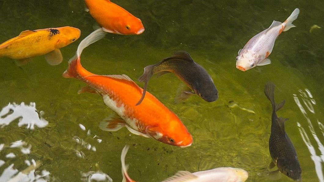garden-pond-938105_960_720.jpg