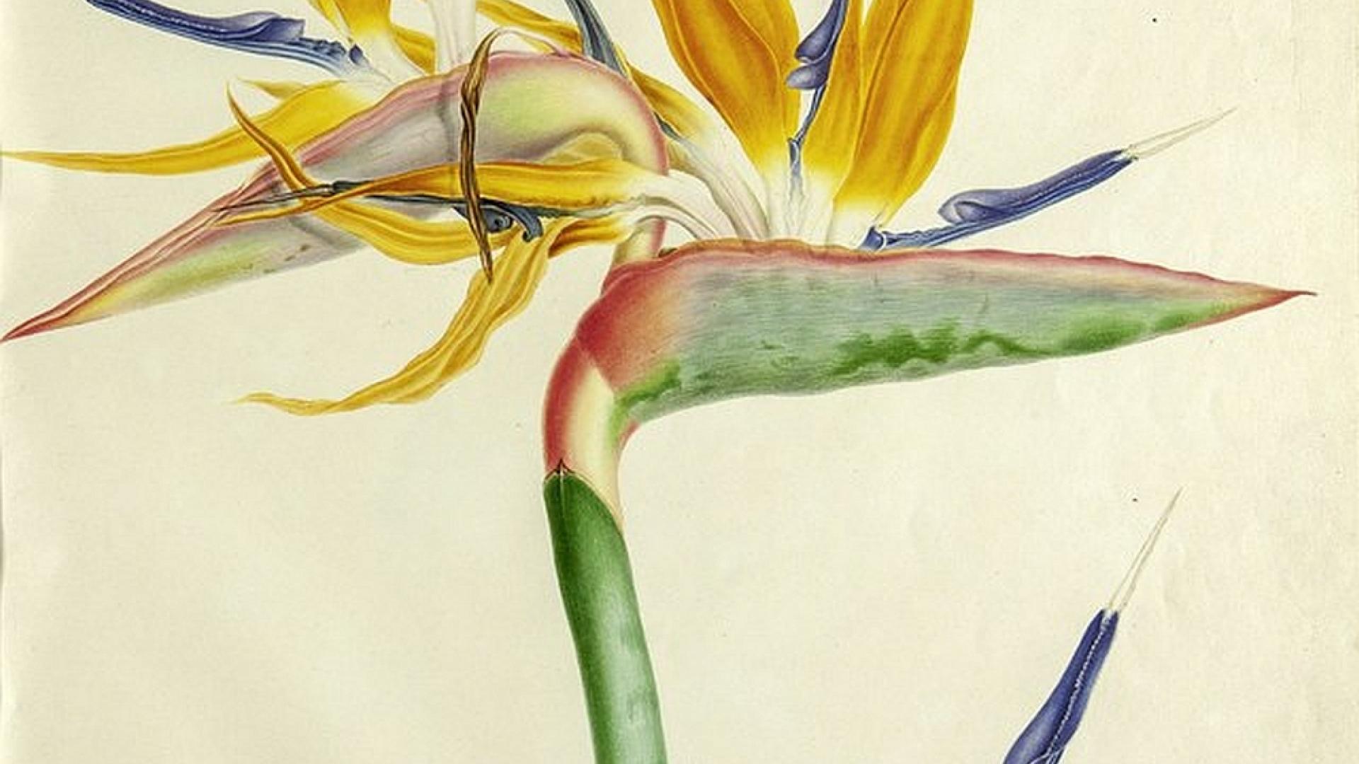  Botanische kunst van Franz en Ferdinand Bauer 
