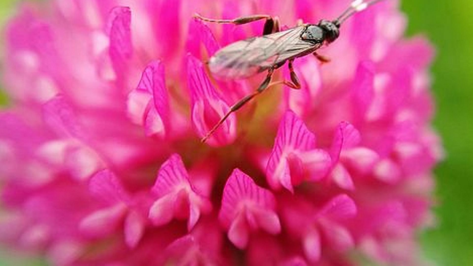 Insect op Trifolium Pratense