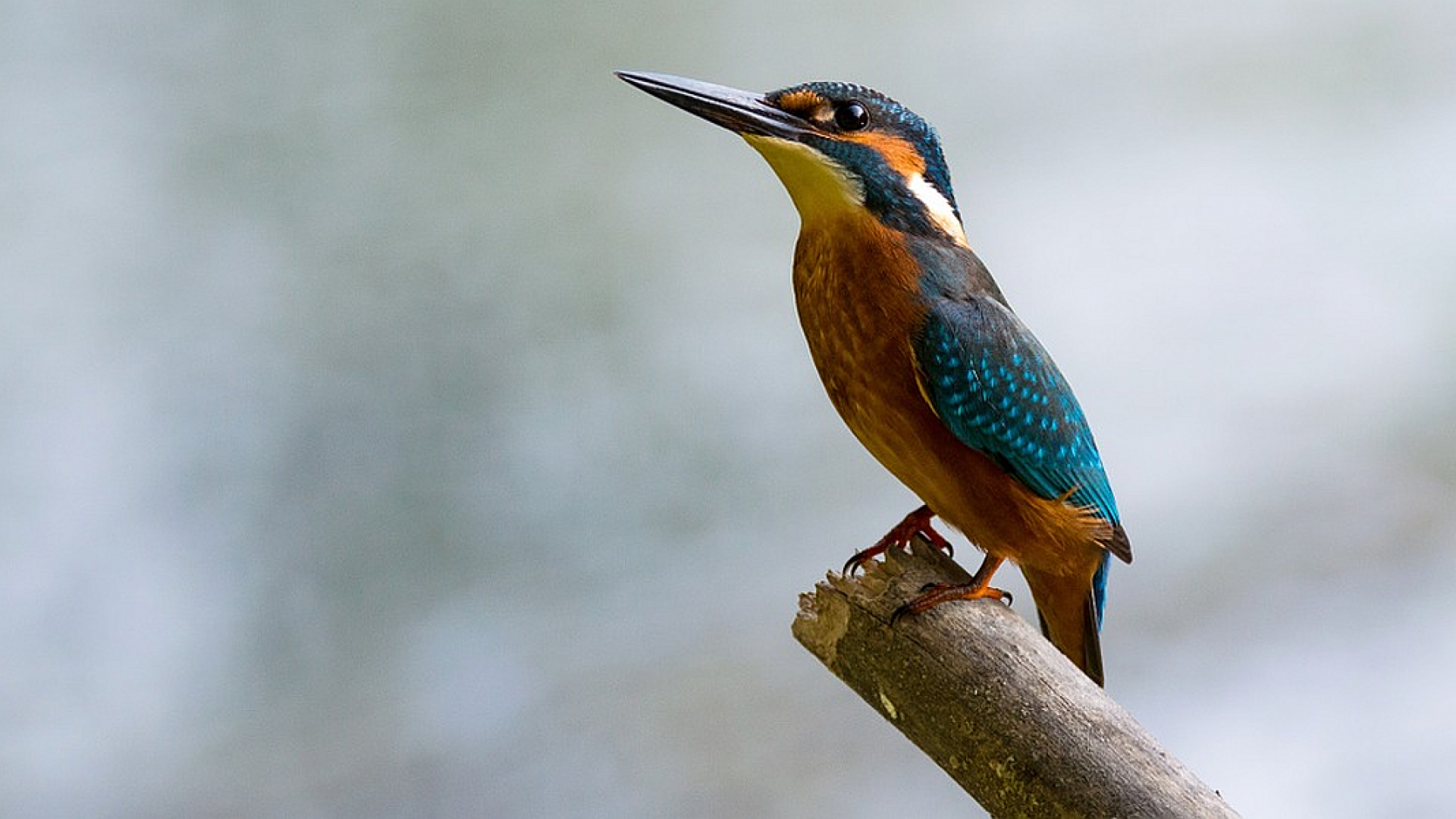 alcedo-atthis-881594_960_720IJsvogel.png