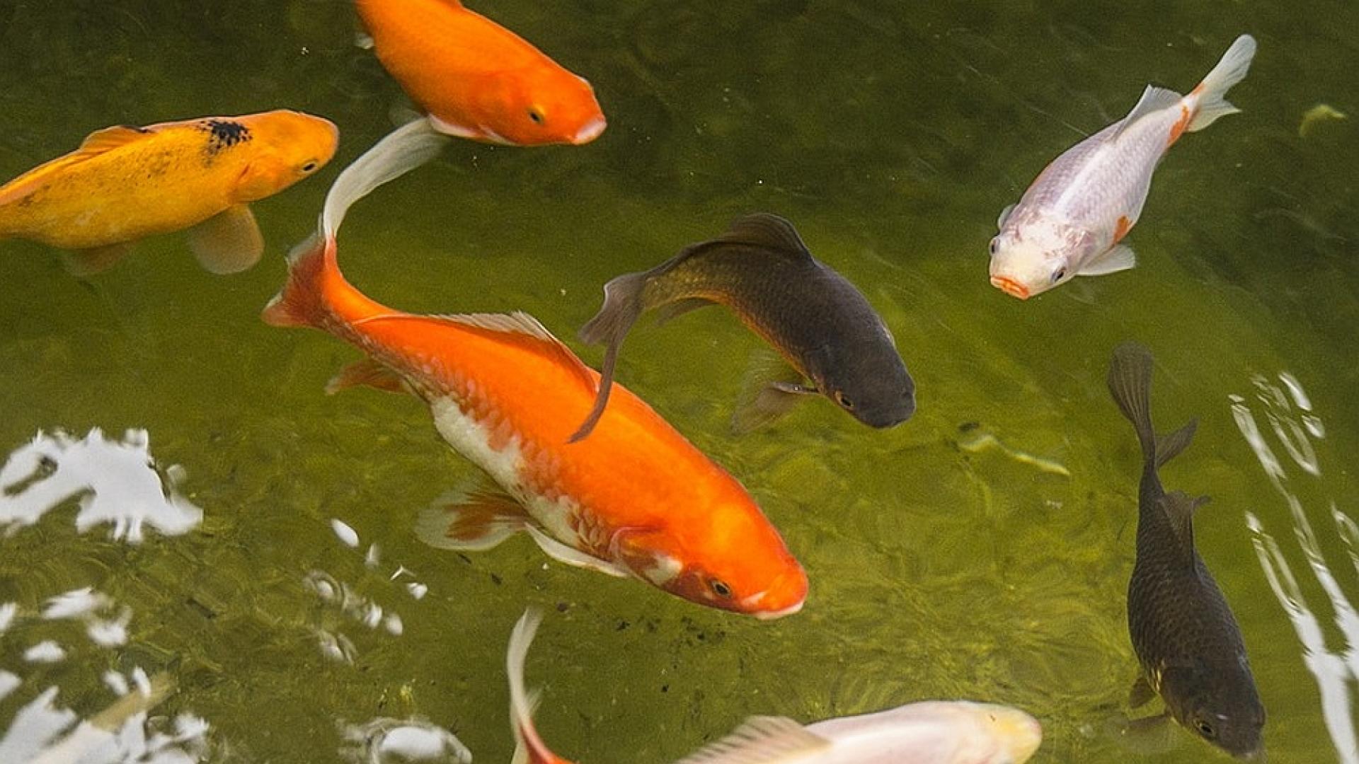 garden-pond-938105_960_720.jpg