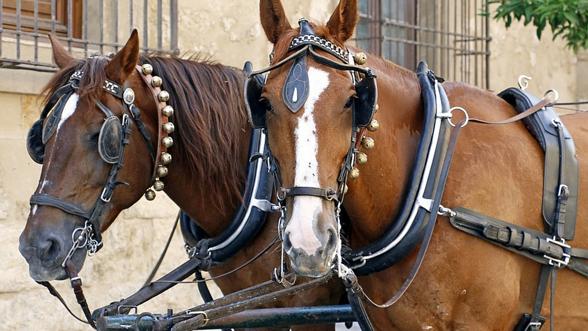 paarden.png